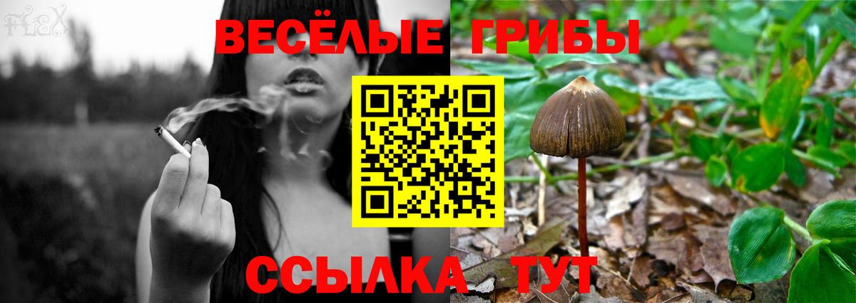 Псилоцибиновые грибы Cubensis  Вход с VPN  Тосно 